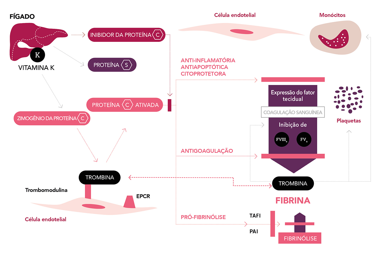 6.scpcd Desktop Protcand Coagulation Maquette 1250Px